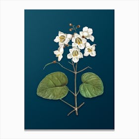 Vintage Catalpa Cordifolia Flower Botanical Art on Teal Blue n.0607 Canvas Print