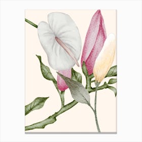 Calla lily and magnolias Canvas Print