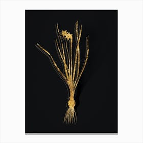 Vintage Rush Leaf Jonquil Botanical in Gold on Black n.0261 Canvas Print