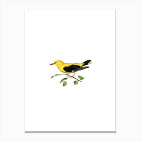 Vintage Eurasian Golden Oriole Male Bird Illustration on Pure White n.0095 Canvas Print