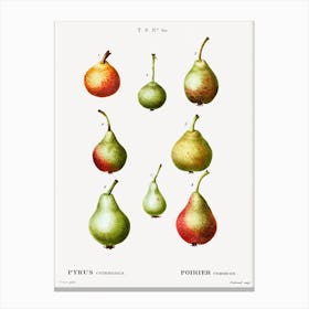 Pear, Pierre Joseph Redoute (2) 1 Canvas Print