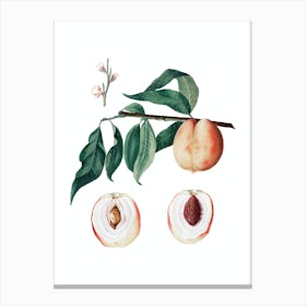 Vintage Peach Botanical Illustration on Pure White n.0796 Canvas Print