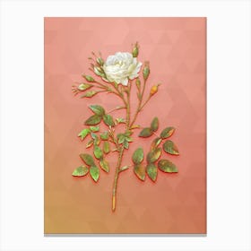 Vintage White Rose Of Rosenberg Botanical Art on Peach Pink n.0401 Canvas Print