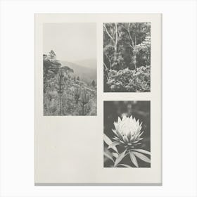 Protea Flower Photo Collage 2 Canvas Print
