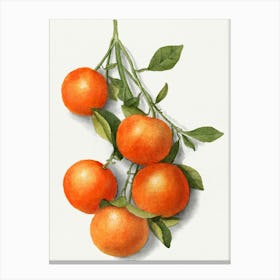 Tangerines Canvas Print