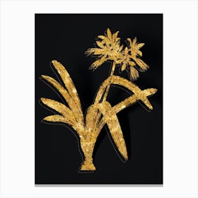 Vintage Pancratium Illyricum Botanical in Gold on Black n.0008 Canvas Print