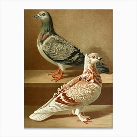 Vintage Pigeons 1 Canvas Print