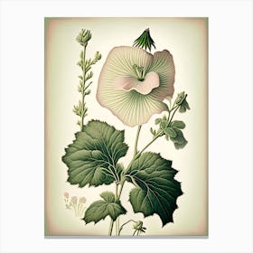 Marsh Mallow Wildflower Vintage Botanical 1 Canvas Print
