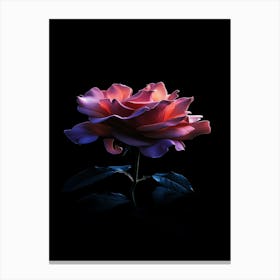 Pink Rose On Black Background 85 Canvas Print