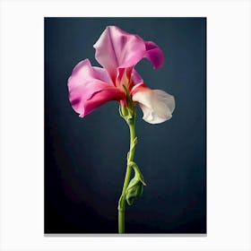 Sweet Pea Flower Canvas Print