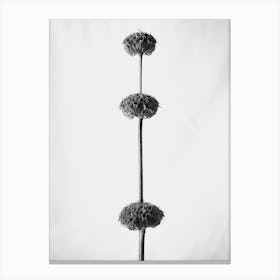 Three Tiers Of Dried Flowers Canvas Print