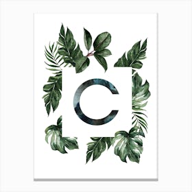 Botanical Alphabet C Canvas Print