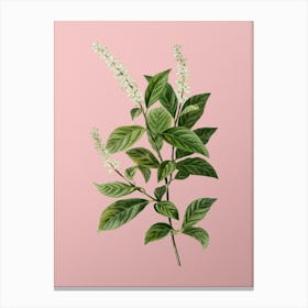 Vintage Virginia Sweetspire Botanical on Soft Pink n.0368 Canvas Print