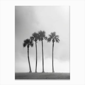 Palm Trees In The Fog Canvas Print