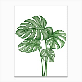 Monstera Leaves 3 Stampe su tela