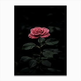 Dark Rose 121 Canvas Print