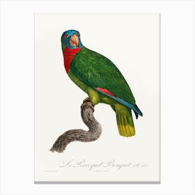 The Red Necked Amazon From Natural History Of Parrots, Francois Levaillant Canvas Print
