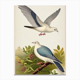 Dove 2 James Audubon Vintage Style Bird Canvas Print
