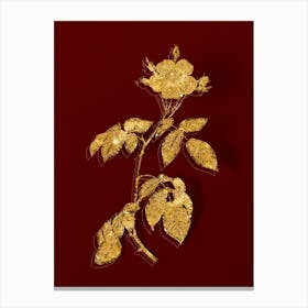 Vintage Big Leaved Climbing Rose Botanical in Gold on Red n.0619 Canvas Print