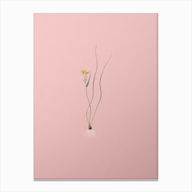 Vintage Ornithogalum Spathaceum Botanical on Soft Pink Canvas Print