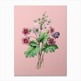 Vintage The Chinese Primrose Botanical on Soft Pink n.0289 Canvas Print