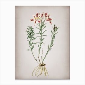 Vintage Lily of the Incas Botanical on Parchment Canvas Print