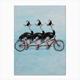 Ostriches On Bicycle Canvas Print