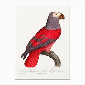 The Grey Parrot From Natural History Of Parrots, Francois Levaillant 1 Canvas Print