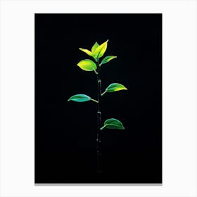 Green Plant On Black Background 1 Canvas Print