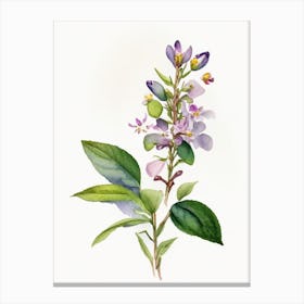 Yerba Santa Wildflower Watercolour Canvas Print