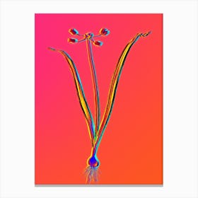 Neon Allium Scorzonera Folium Botanical in Hot Pink and Electric Blue n.0568 Canvas Print