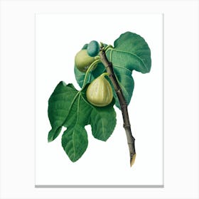 Vintage Fig Branch Botanical Illustration on Pure White n.0524 Canvas Print