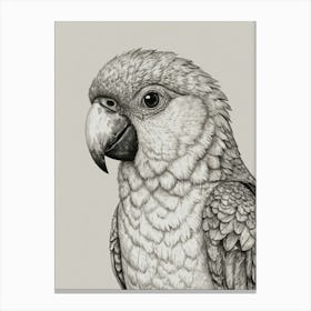 Parrot 21 Canvas Print