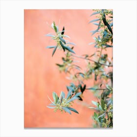 Green And Coral Canvas Print