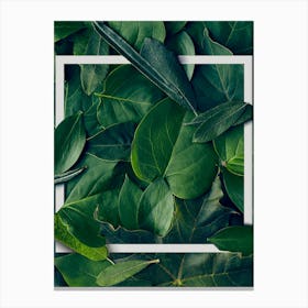 Green Leaves In A Frame Canvas Print
