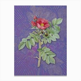 Vintage Kamtschatka Rose Botanical Illustration on Veri Peri n.0768 Canvas Print