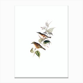 Vintage White Breasted White Eye Zosterops Bird Illustration on Pure White n.0261 Canvas Print