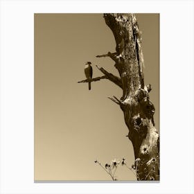 Sepia Falcon Canvas Print