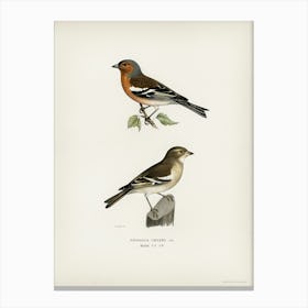 Chaffinch Male (Fringilla Coelebs), The Von Wright Brothers Canvas Print