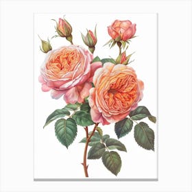 English Roses Painting Sketch Style 3 Canvas Print