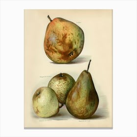 Vintage Illustration Of Fruit, John Wright Canvas Print