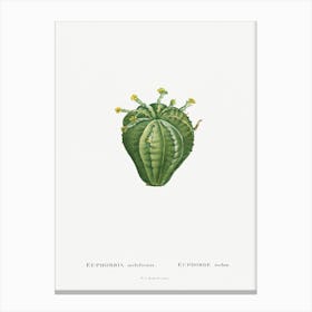 Euphorbia Meloformis, Pierre Joseph Redoute Canvas Print