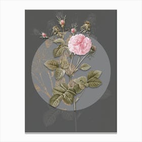 Vintage Botanical Pink Agatha Rose on Circle Gray on Gray n.0283 Canvas Print