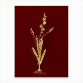 Vintage Ixia Scillaris Botanical in Gold on Red n.0606 Canvas Print