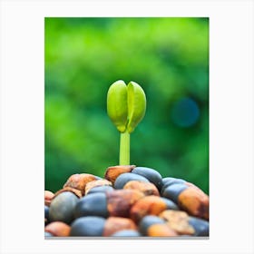 Seedling Of A Tree Canvas Print