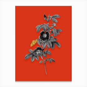 Vintage Single May Rose Black and White Gold Leaf Floral Art on Tomato Red n.0796 Canvas Print
