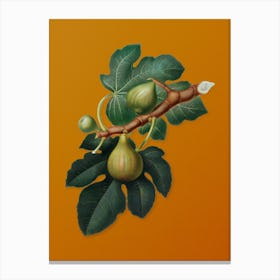 Vintage Fig Botanical on Sunset Orange n.0973 Canvas Print
