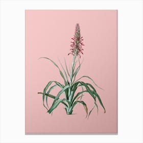 Vintage Pina Cortadora Botanical on Soft Pink n.0235 Canvas Print
