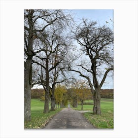 Road Lined With Trees Canvas Print