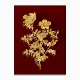 Vintage Variegated Burnet Rose Botanical in Gold on Red n.0315 Canvas Print
